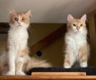 Estrella und Louis (5) (Copy)